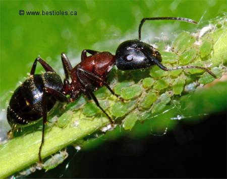 Photo d'une fourmi qui s'occupe de pucerons