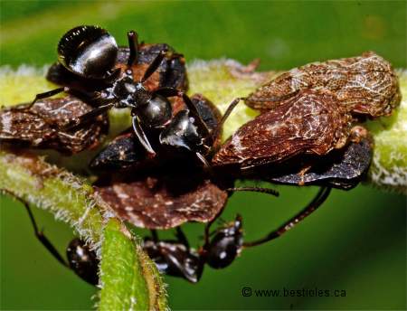 Photo de fourmis qui s'occupent de larves de membracides