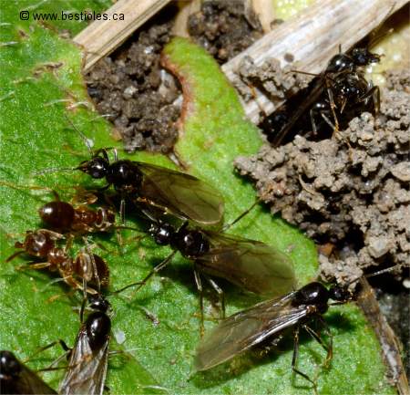 Photo de fourmis f�condes volantes