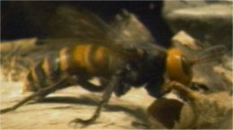 Photo d'un frelon g�ant