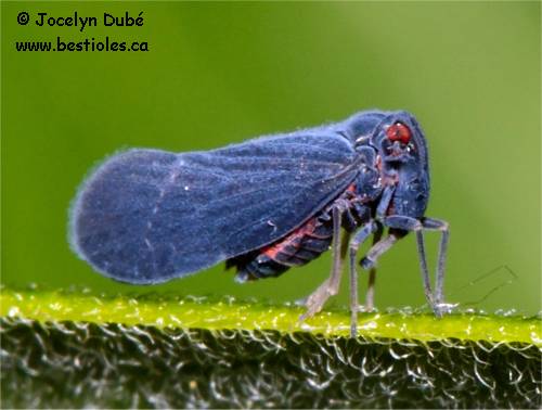 Fulgorid�s (Fulgoroidea)