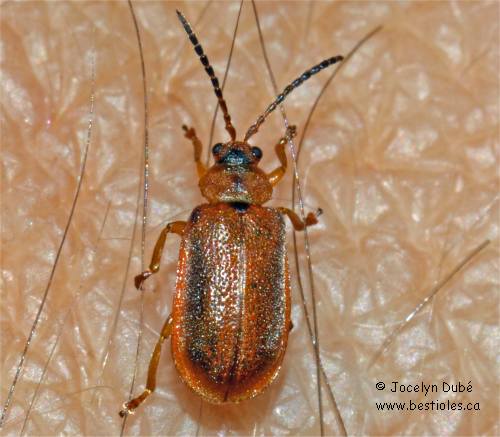 Galerucella calmariensis