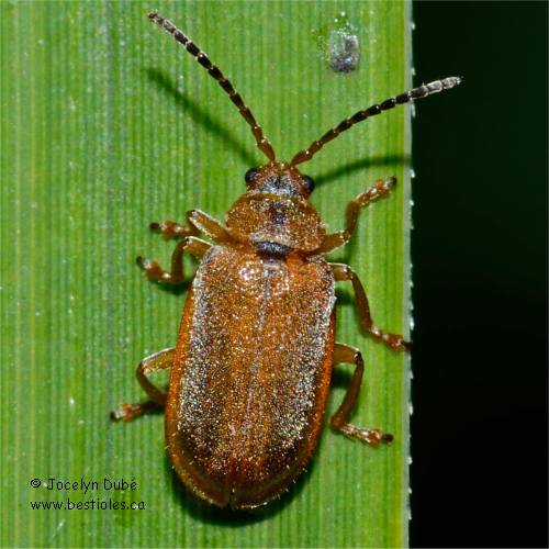 Photo de Galerucella calmariensis