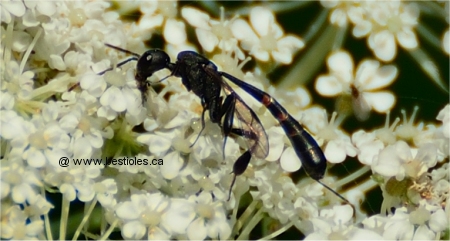 Photo d'un gasteruption sur des fleurs