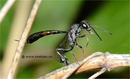 Photo de gasteruption assectator sur une branche