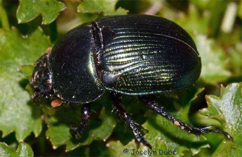 Photo de G�otrupe de Baly (Geotrupes balyi)