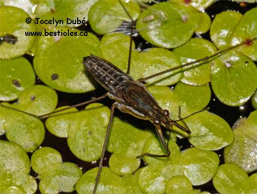 Insecte de la famille des Gerrid�s (Gerridae)