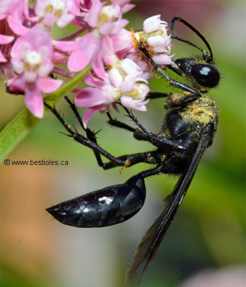 Photo de Grand sphex noir (Sphex pensylvanicus)