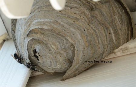 Photo d'un nid de gu�pes de la famille des vespid�s