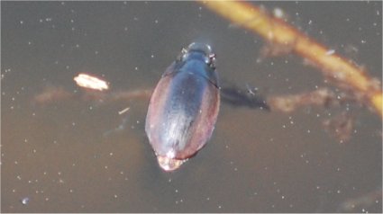 Photo d'un gyrin qui nage