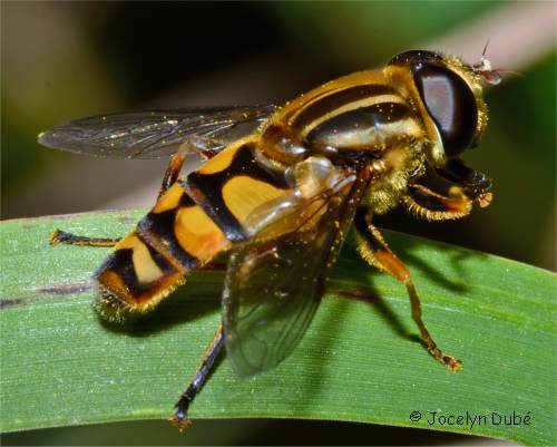 Photo d'un grand syrphide � bandes thoraciques (Helophilus fasciatus)