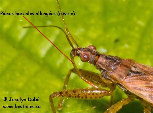 Photo des pi�ces buccales allong�es d'un h�t�ropt�re (rostre)