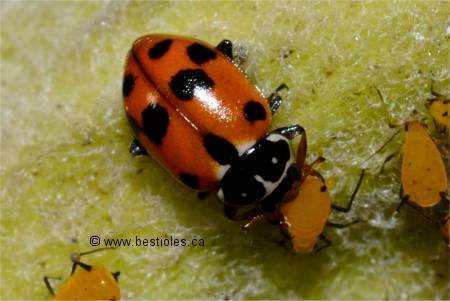 Photo de hippodamia convergens qui mange un puceron