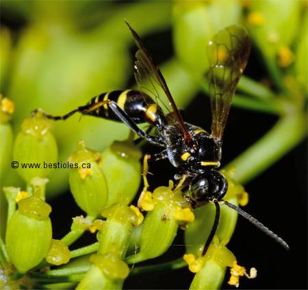 Photographie de Hoplisoides placidus