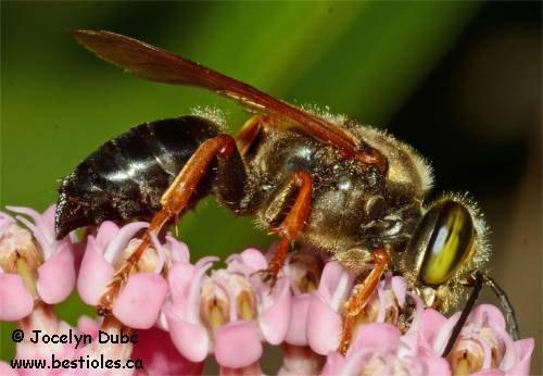 Photo de Crabronid�s