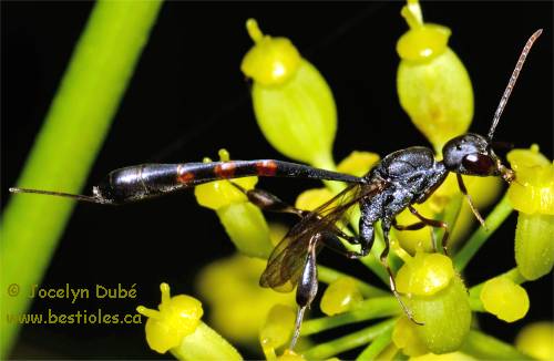 Photo du long abdomen de Gasteruptiidae