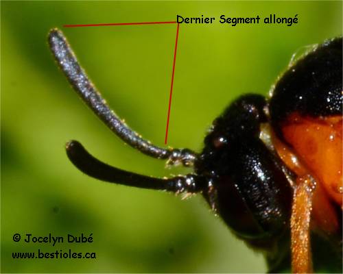 Photo du dernier segment de l'antenne d'un Argidae
