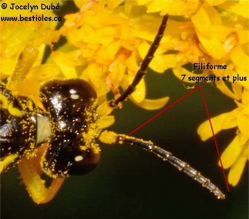 Photo d'antenne de Tenthredinidae