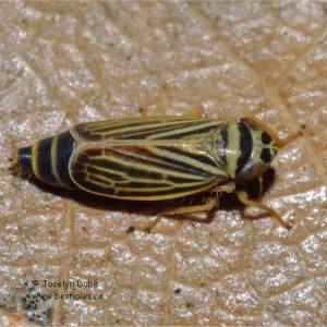 Amblysellus curtisii