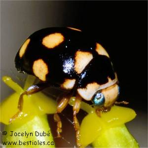 Coccinelle � huit points