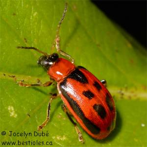 Chrysom�le du haricot