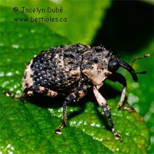 Charan�on du saule