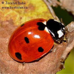 Coccinelle � sept points