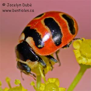 Coccinelle � trois bandes