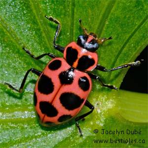 Coccinelle macul�e