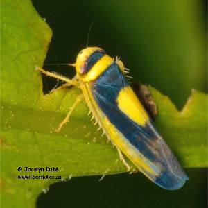 Colladonus clitellarius