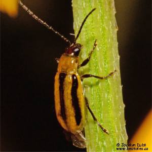 Chrysom�le occidentale des racines du ma�s (Diabrotica virgifera)