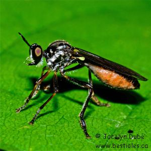 Dioctria hyalipennis