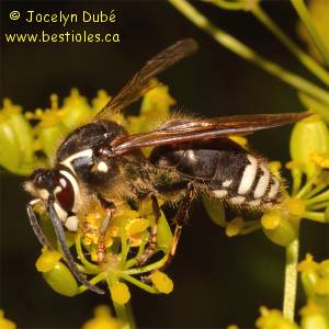 Gu�pe � taches blanches