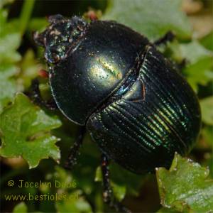 G�otrupes