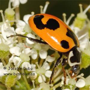 Coccinelle parenth�se