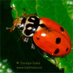 Coccinelle des friches
