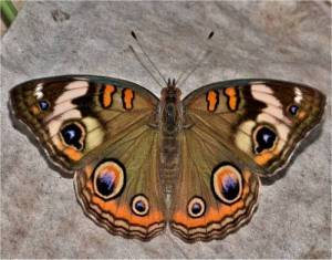 Papillon ocell�