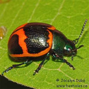 Chrysom�le de l'ascl�piade