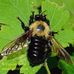 Laphria