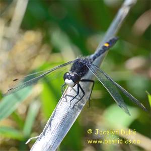 Leucorrhinia