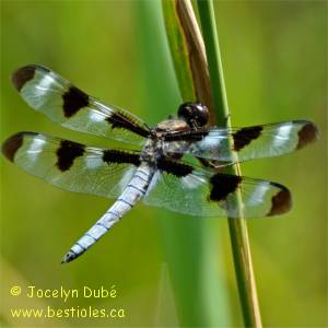 Libellula