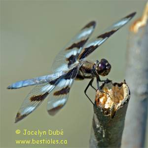 Libellulidae