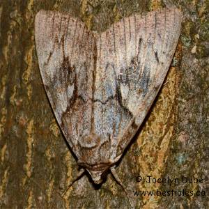 Noctuid�s
