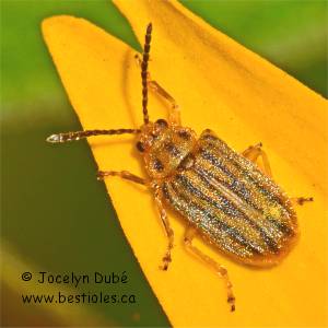 Chrysom�le de l'ambroisie