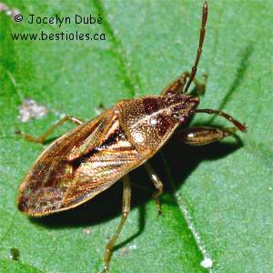 Pachygronthidae