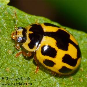 Coccinelle � quatorze points