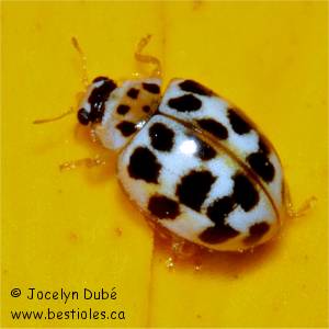 Coccinelle � vingt taches