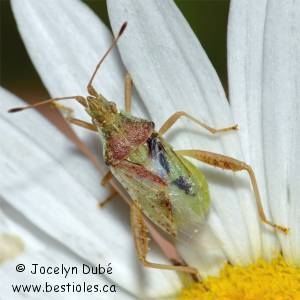 Rhopalidae