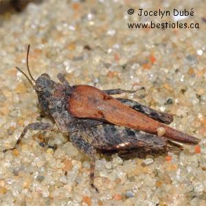 Tetrigid�s