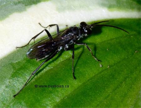 Photographie d'Isodonte mexicaine (Isodontia mexicana)